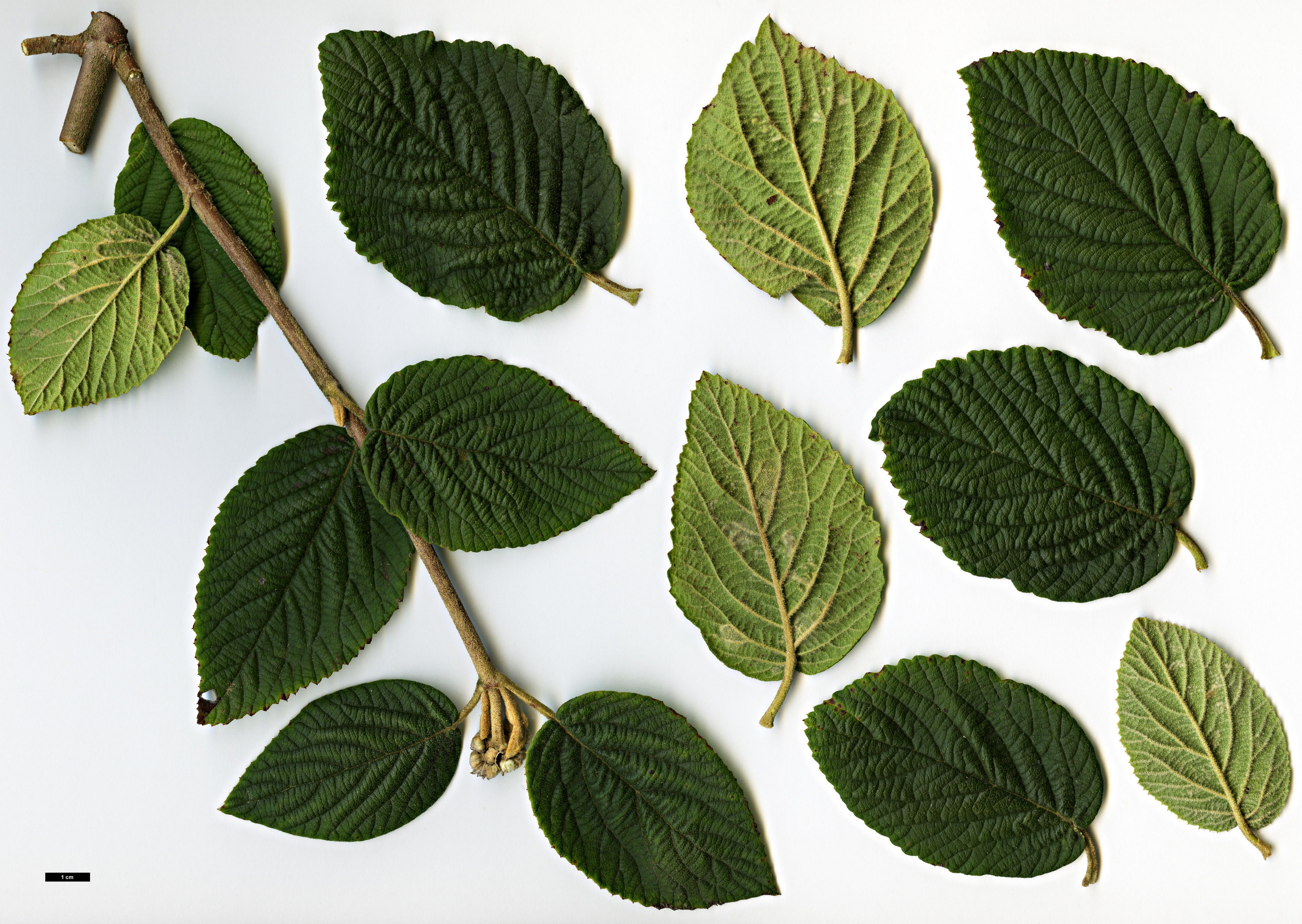 High resolution image: Family: Adoxaceae - Genus: Viburnum - Taxon: glomeratum - SpeciesSub: subsp. glomeratum